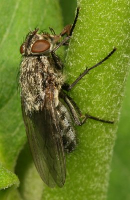 Pollenia ♀