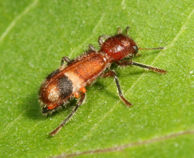 Enoclerus rosmarus