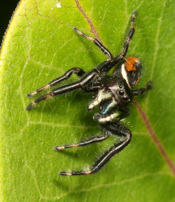 Phidippus clarus ♂