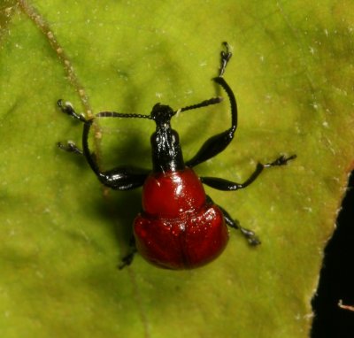 Homoeolabus analis * Snout beetle