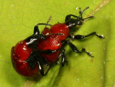 Homoeolabus analis * Snout beetle