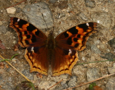 Compton Tortoiseshell