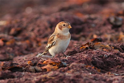 Snsparv/Snow Bunting