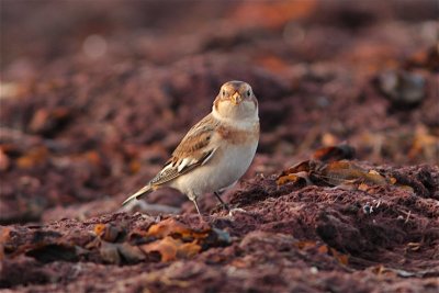 Snsparv/Snow Bunting