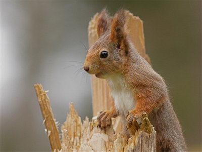 Squirrel