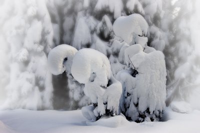 Heavy Snow Creates Tree Creatures-4222