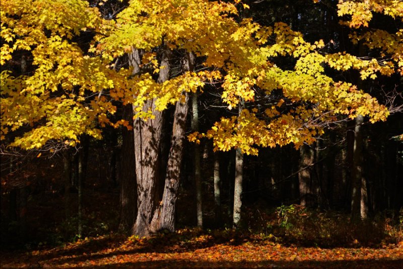 _MG_7536fall.jpg