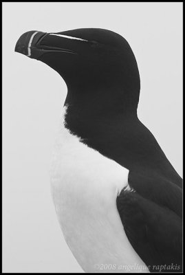 _ADR2036 razorbill wf.jpg