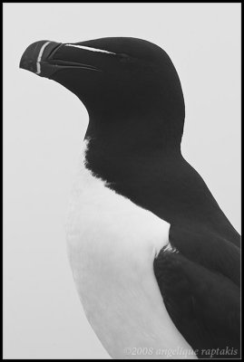 _ADR2036 razorbill wf.jpg