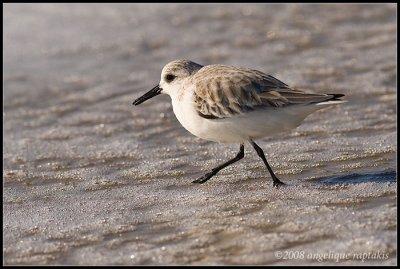 _MG_0187 sanderling wf.jpg