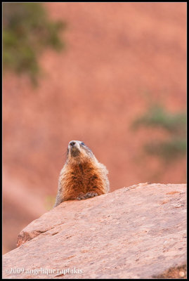 _ADR7743 marmot wf.jpg