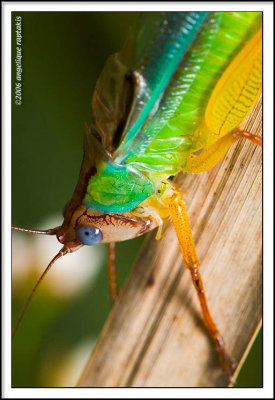 _MG_9653 grasshopper VCwf.jpg