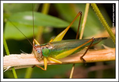 _MG_9715 grasshopper wf.jpg