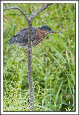 _MG_9603 green heron wf.jpg