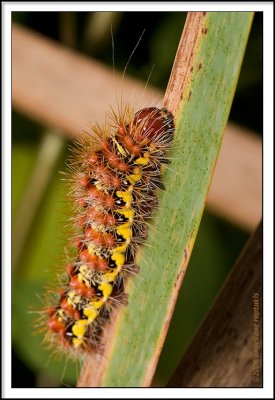 _MG_8871 caterpillar ewf.jpg