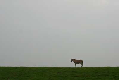 One lonely horse