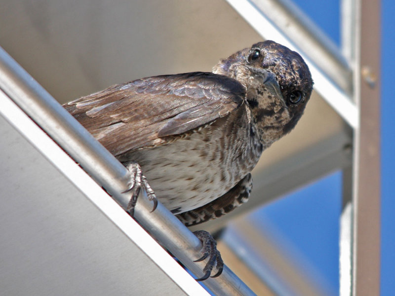 purplemartin6053a.jpg