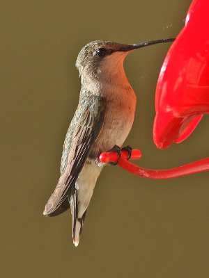 hummingbird7343a.jpg