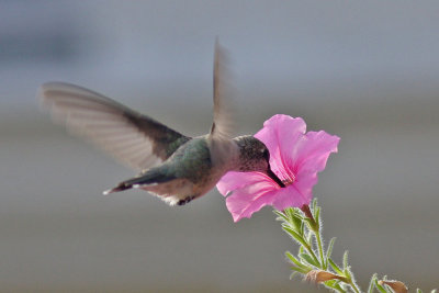 hummingbird7363a.jpg