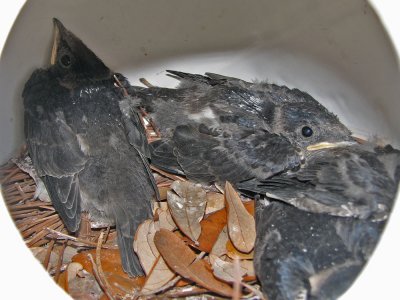 purplemartin-babies9140b.jpg