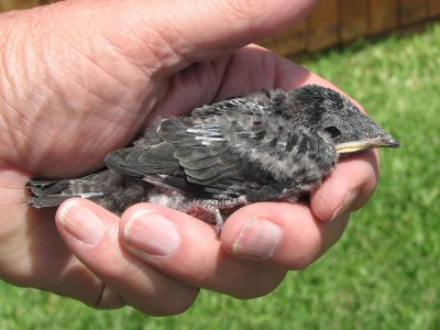 purplemartin-baby9136b.jpg