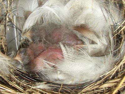 swallow-barn-babies9180.jpg