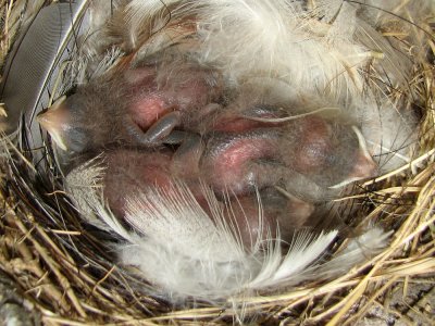 swallow-barn-babies9196a.jpg