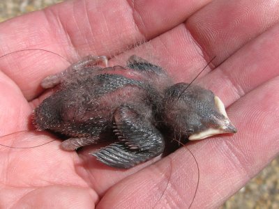 swallow-barn-baby9272a.jpg