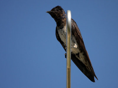 purplemartin6076a.jpg