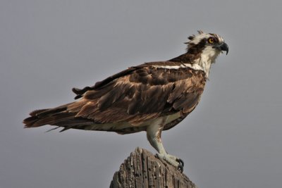 osprey3487a.jpg