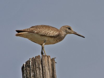 willet3344a.jpg