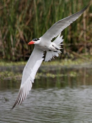 tern-caspian4090a.jpg