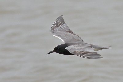 tern-black0128-2.jpg