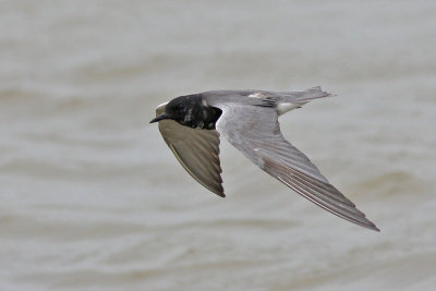 tern-black0219a.jpg