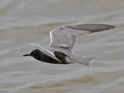 tern-black0271a.jpg