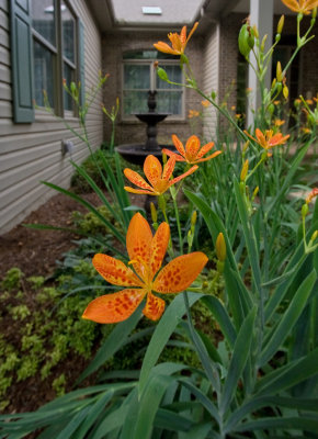 _MG_1391 Wide Angle Blackberry Lilies