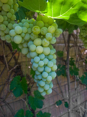 Grapes12-42mm.jpg