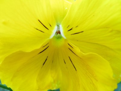 Yellow.jpg