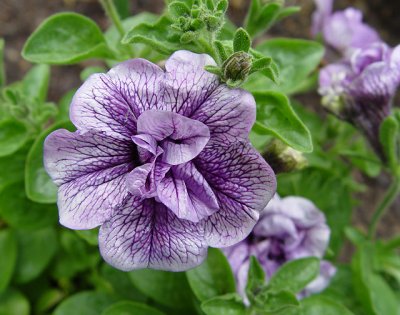 Petunia