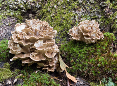 Hen of the woods (Grifola frondosa) (9/24/06)