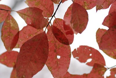 _MG_6295.jpg
