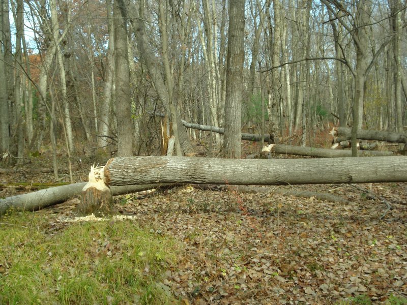  Detail of cut Aspens below 2nd Dam.JPG