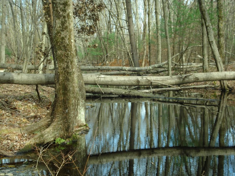 Detail of cut Aspens below 2nd Dam.JPG