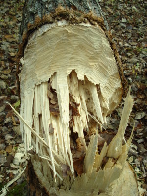 2009 11-1 Honey Brook(13) Aspen Stump.JPG