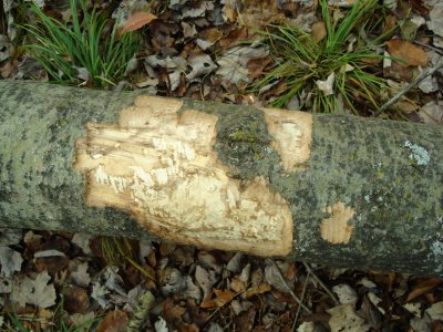  Detail of Barked Aspen Log.JPG