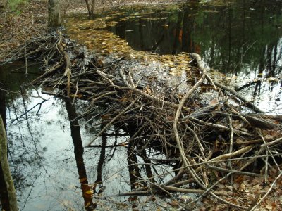 November 1, 2009 Beaver Recon - Honey Brook