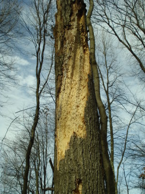 Possible woodpeck sign on dead tree.JPG