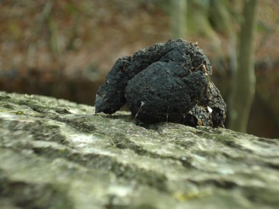  Scat on cut tree.  Probably racoon.