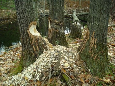 New and old cutting in same stand of trees.JPG