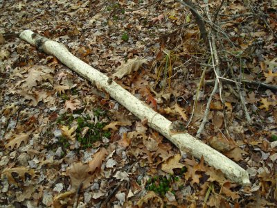  Full stripping of cut log.JPG